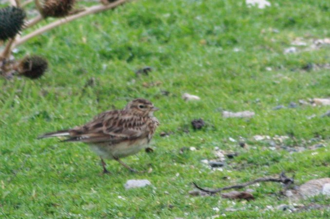 Photo (22): Sky Lark