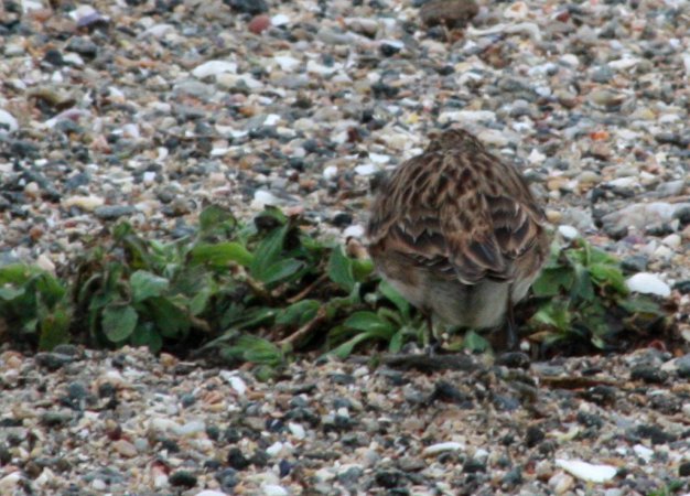 Photo (7): Sky Lark