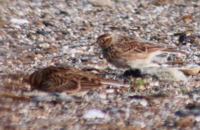 Photo (12): Sky Lark