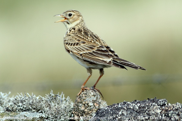 Photo (10): Sky Lark
