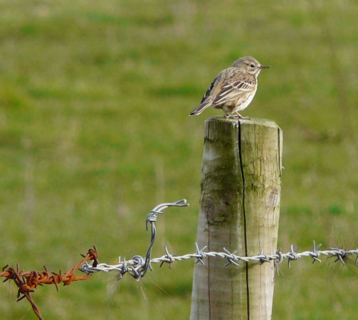 Photo (20): Sky Lark