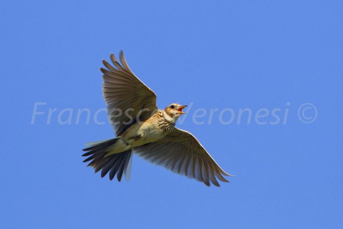Photo (8): Sky Lark