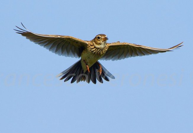 Photo (15): Sky Lark