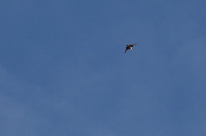 Photo (9): Sky Lark