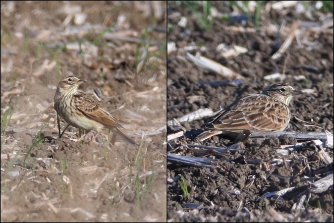 Photo (18): Sky Lark