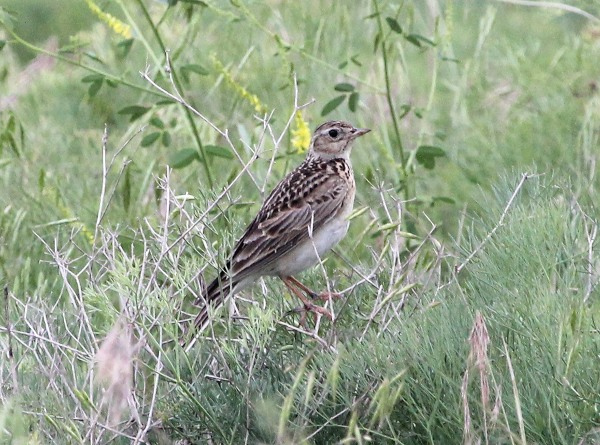 Photo (19): Sky Lark