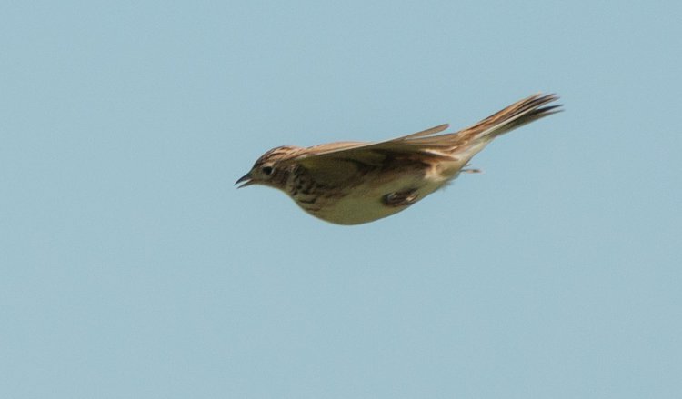 Photo (13): Sky Lark