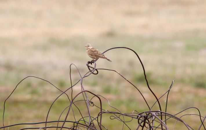 Photo (14): Sky Lark