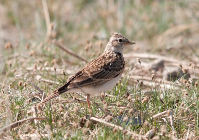 Photo (16): Sky Lark