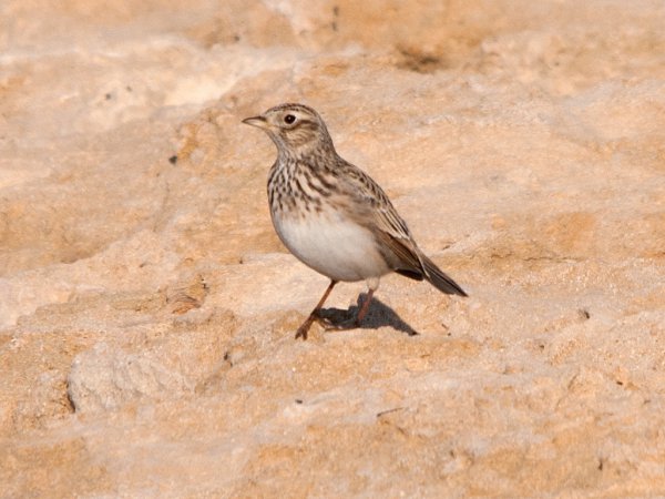 Photo (21): Sky Lark
