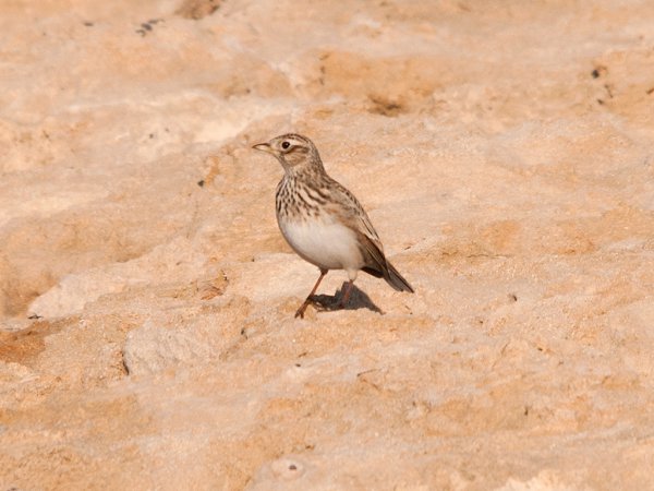 Photo (17): Sky Lark