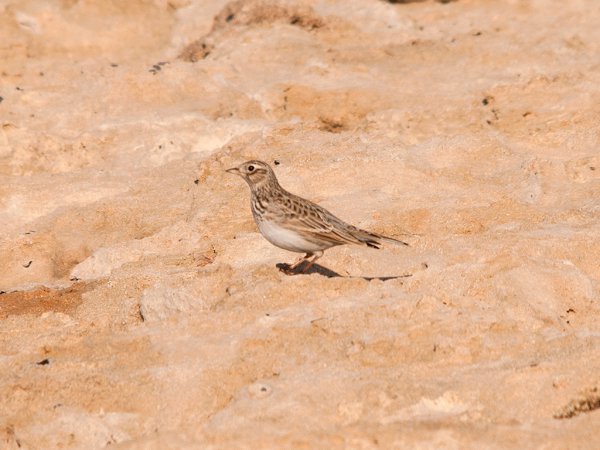 Photo (11): Sky Lark