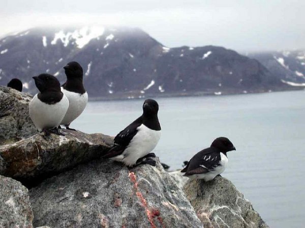 Photo (3): Dovekie