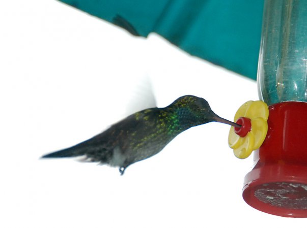 Photo (8): Blue-chested Hummingbird