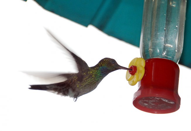 Photo (7): Blue-chested Hummingbird