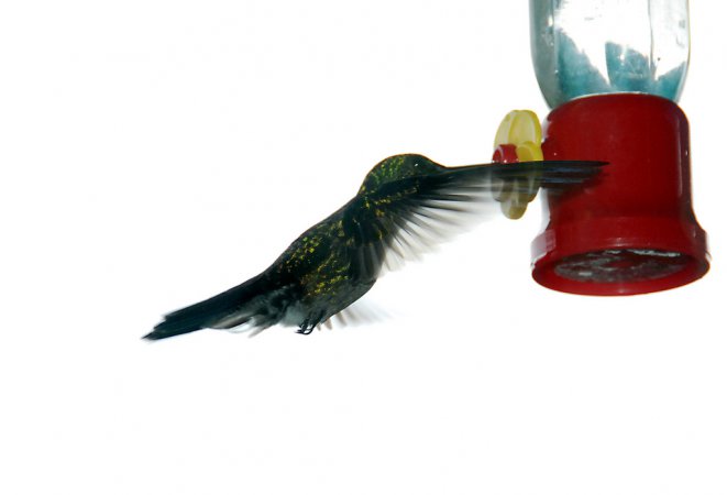 Photo (9): Blue-chested Hummingbird
