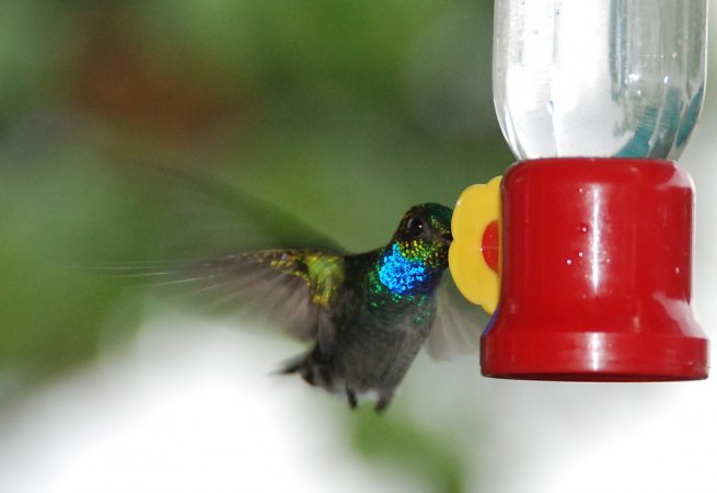 Photo (5): Blue-chested Hummingbird