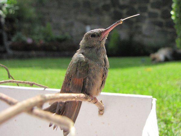Photo (16): Berylline Hummingbird
