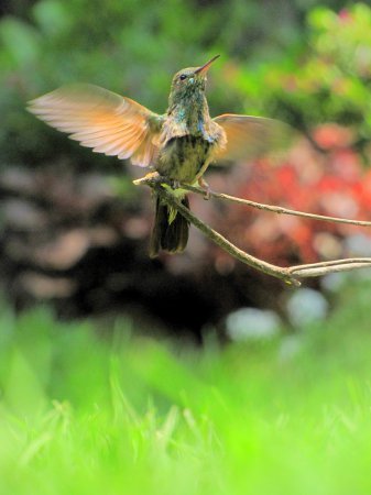 Photo (12): Berylline Hummingbird