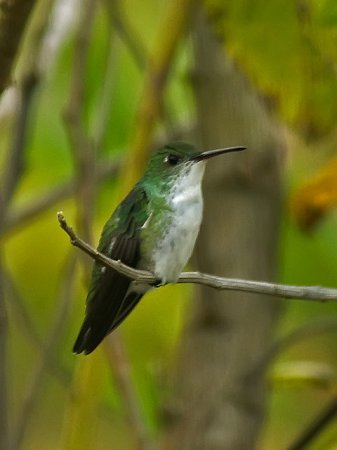 Photo (1): White-bellied Hummingbird