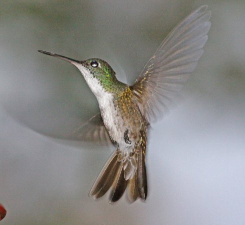 Photo (4): Azure-crowned Hummingbird