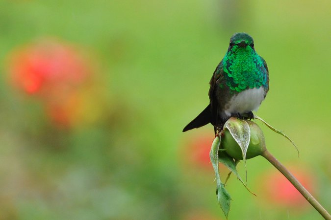 Photo (3): Snowy-bellied Hummingbird