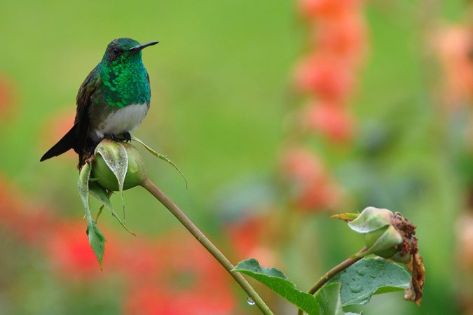 Photo (1): Snowy-bellied Hummingbird