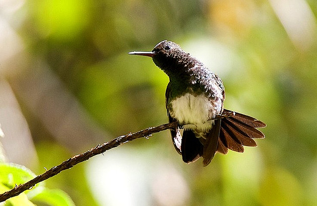 Photo (2): Snowy-bellied Hummingbird