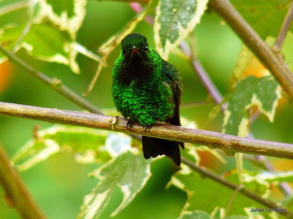 Photo (3): Steely-vented Hummingbird