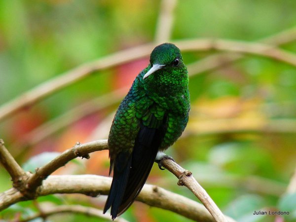 Photo (2): Steely-vented Hummingbird