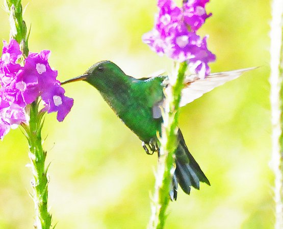 Photo (1): Steely-vented Hummingbird