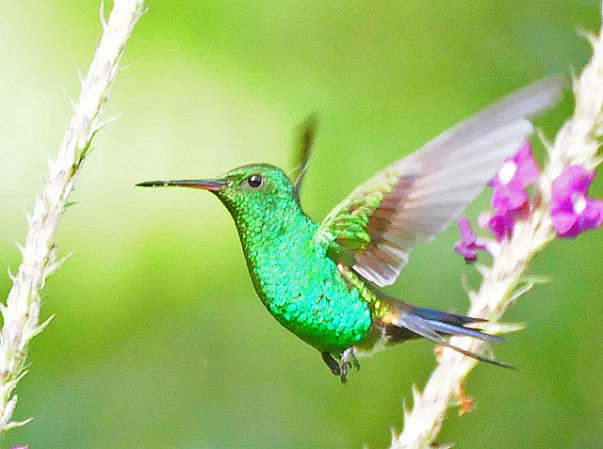 Photo (5): Steely-vented Hummingbird