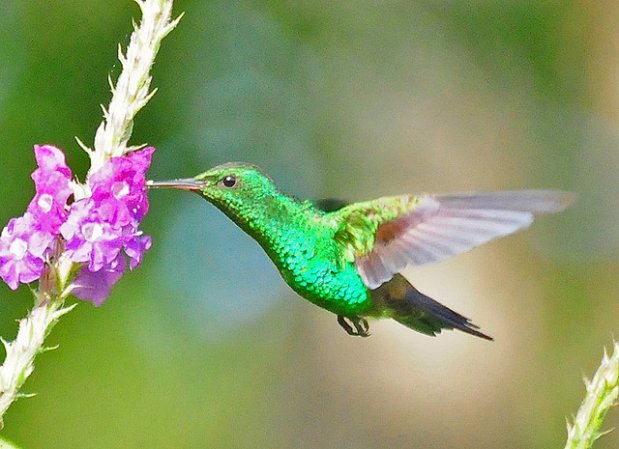Photo (4): Steely-vented Hummingbird