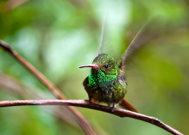 Photo (16): Rufous-tailed Hummingbird