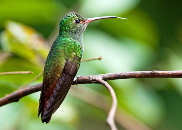 Photo (6): Rufous-tailed Hummingbird