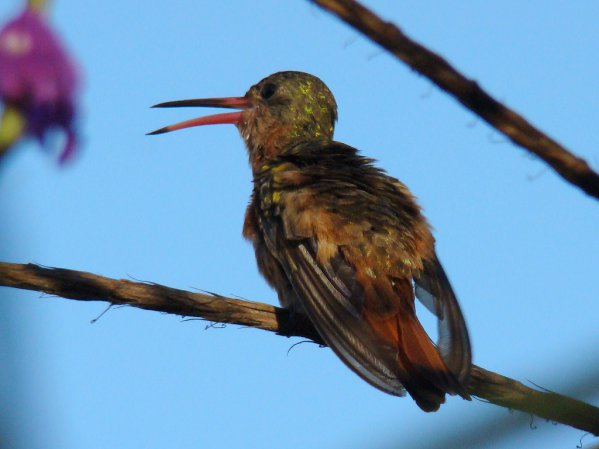 Photo (9): Rufous-tailed Hummingbird
