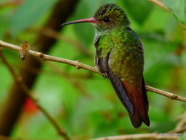 Photo (15): Rufous-tailed Hummingbird