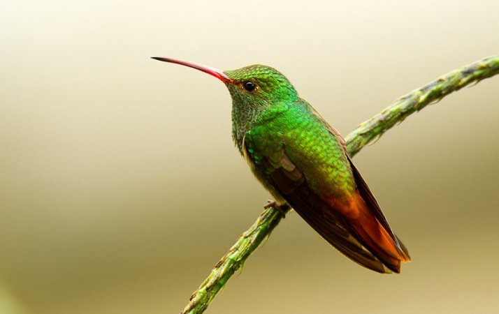 Photo (12): Rufous-tailed Hummingbird
