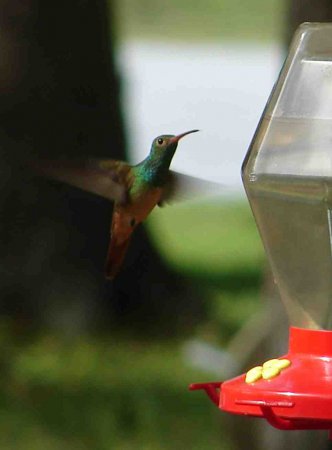 Photo (19): Buff-bellied Hummingbird