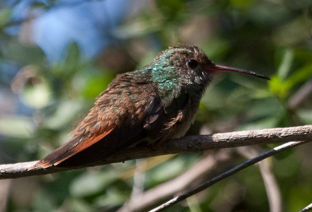 Photo (9): Buff-bellied Hummingbird