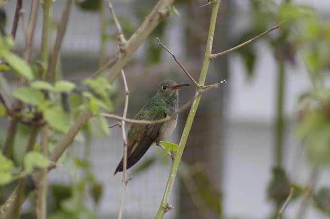 Photo (18): Buff-bellied Hummingbird