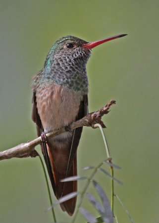 Photo (14): Buff-bellied Hummingbird