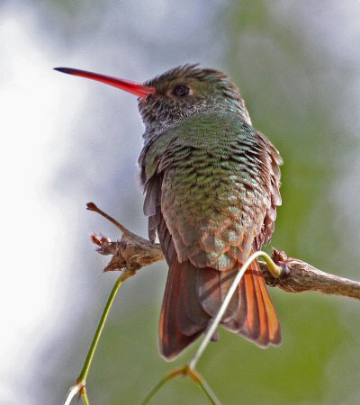 Photo (2): Buff-bellied Hummingbird