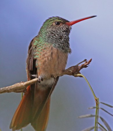 Photo (16): Buff-bellied Hummingbird