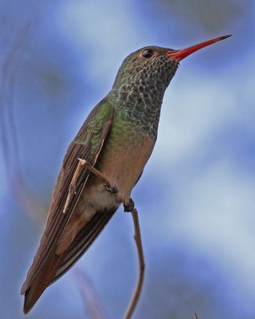Photo (11): Buff-bellied Hummingbird
