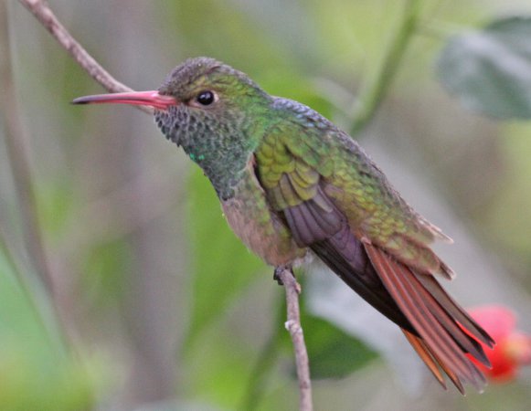 Photo (13): Buff-bellied Hummingbird