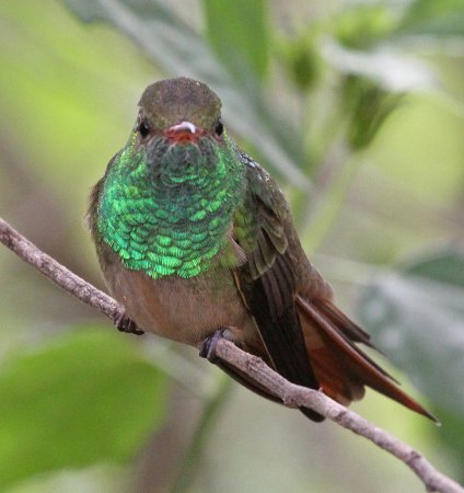 Photo (15): Buff-bellied Hummingbird
