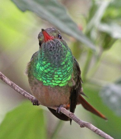 Photo (12): Buff-bellied Hummingbird