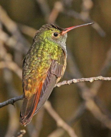 Photo (6): Buff-bellied Hummingbird