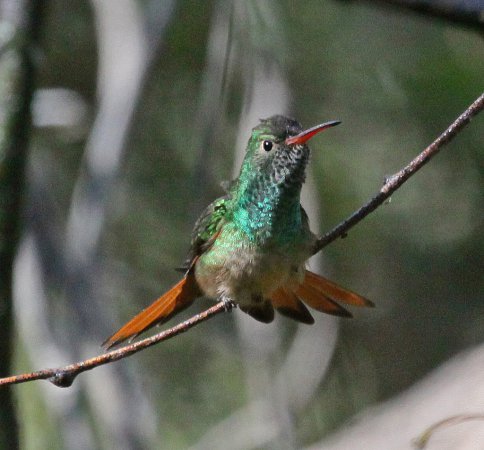 Photo (10): Buff-bellied Hummingbird